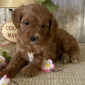 Cavapoo Puppy Olive