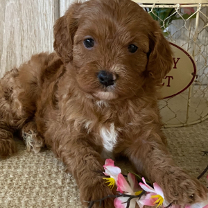 Cavapoo Puppy Olive