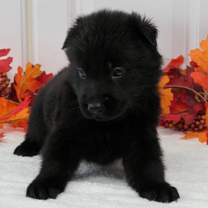 German Shepherd Dog Puppy Thunder