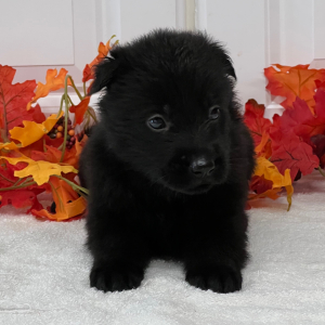 German Shepherd Dog Puppy Thunder