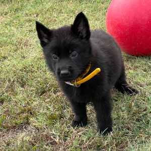 German Shepherd Dog Puppy Thunder