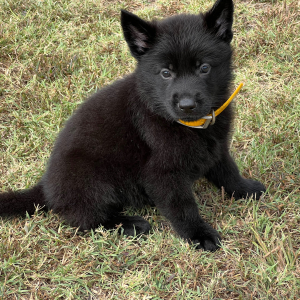 German Shepherd Dog Puppy Thunder