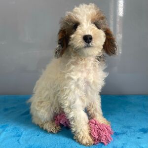 Poodle Puppy Savannah