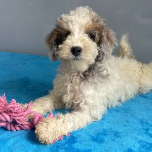 Poodle Puppy Savannah