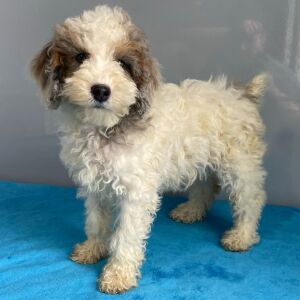 Poodle Puppy Savannah