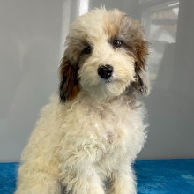 Poodle Puppy Savannah