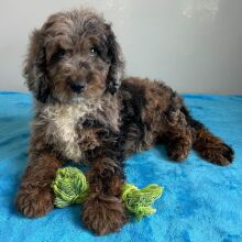 Poodle Puppy Spencer