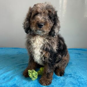 Poodle Puppy Spencer