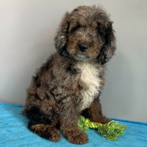 Poodle Puppy Spencer