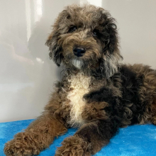 Poodle Puppy Spencer