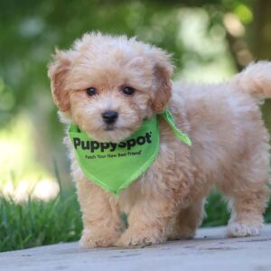 Maltipoo Puppy Orson