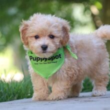 Maltipoo Puppy Orson
