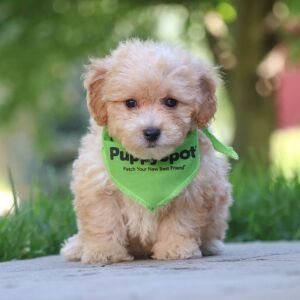 Maltipoo Puppy Orson