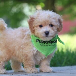 Maltipoo Puppy Orson