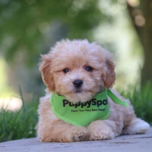 Maltipoo Puppy Orson