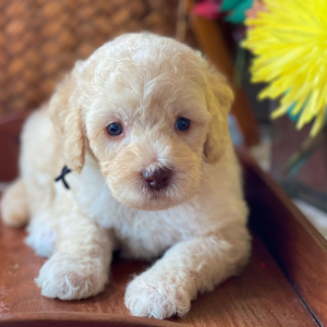 Labradoodle Puppy Maxamillion