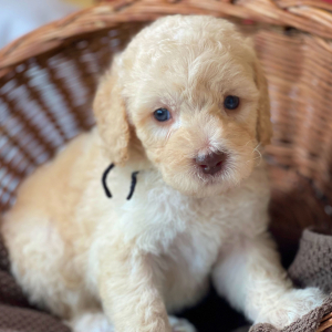 Labradoodle Puppy Maxamillion