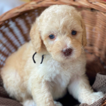 Labradoodle Puppy Maxamillion