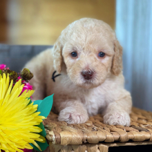 Labradoodle Puppy Maxamillion