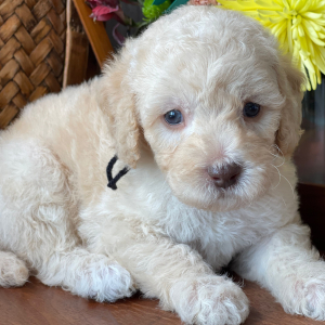 Labradoodle Puppy Maxamillion