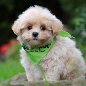 Maltipoo Puppy Grover
