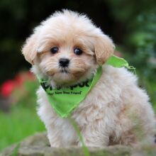 Maltipoo Puppy Grover