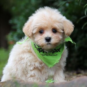 Maltipoo Puppy Grover