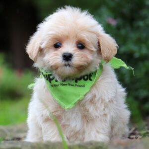 Maltipoo Puppy Grover