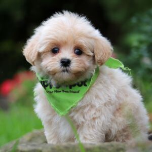 Maltipoo Puppy Grover