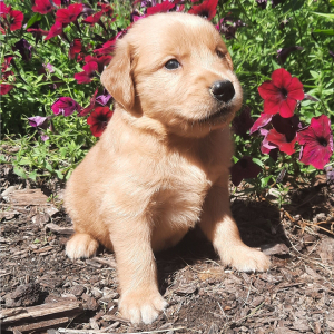 Golden Retriever Puppy Chaser