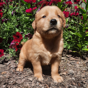 Golden Retriever Puppy Chaser