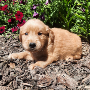 Golden Retriever Puppy Chaser