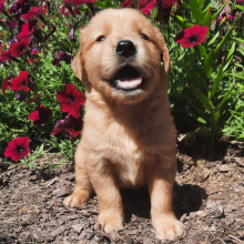 Golden Retriever Puppy Chaser