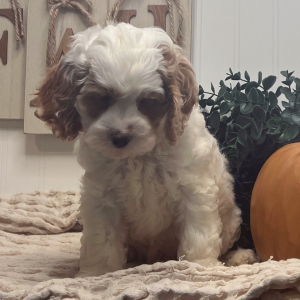 Cockapoo Puppy Buck
