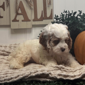 Cockapoo Puppy Buck