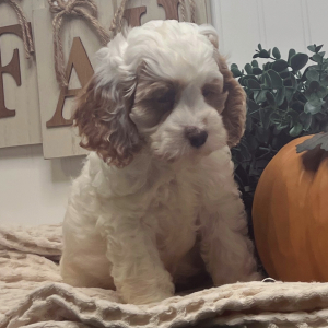 Cockapoo Puppy Buck