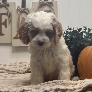 Cockapoo Puppy Buck