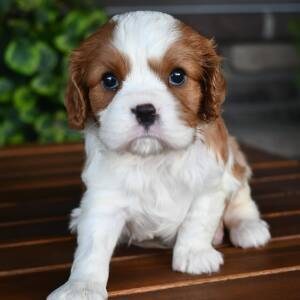 Cavalier King Charles Spaniel Puppy Caesar