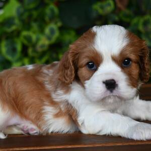 Cavalier King Charles Spaniel Puppy Caesar
