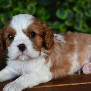 Cavalier King Charles Spaniel Puppy Caesar