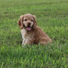 Cocker Spaniel Puppy Buzz