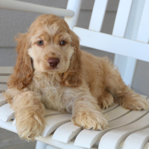 Cocker Spaniel Puppy Buzz