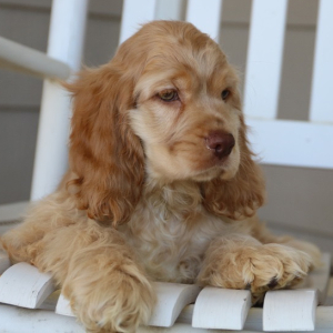 Cocker Spaniel Puppy Buzz