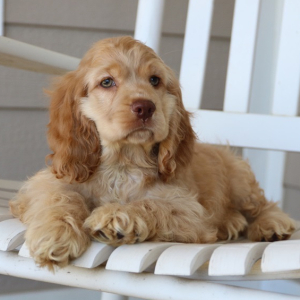 Cocker Spaniel Puppy Buzz