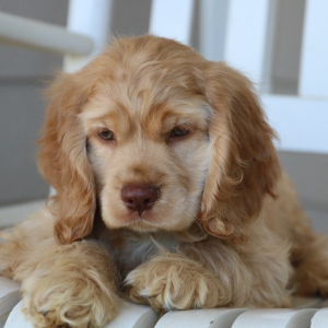 Cocker Spaniel Puppy Buzz