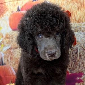 Poodle Puppy Florence