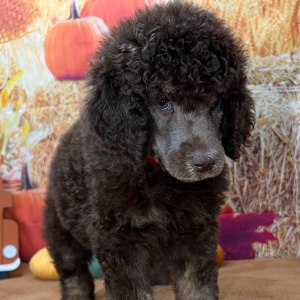 Poodle Puppy Florence