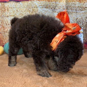 Poodle Puppy Florence