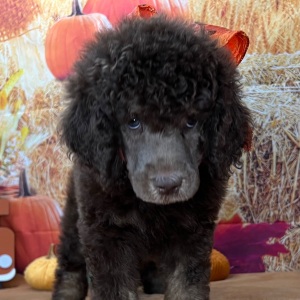 Poodle Puppy Florence