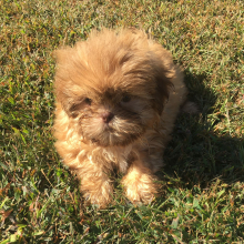 Shih Tzu Puppy Monty